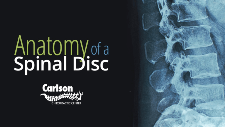 Anatomy of a Spinal Disc